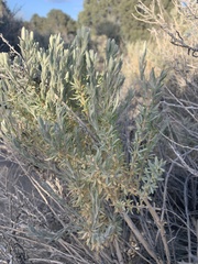 Tetradymia canescens