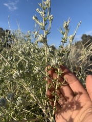 Tetradymia tetrameres