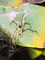 Cheiracanthium canariense