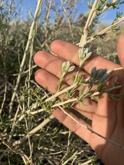 Tetradymia tetrameres