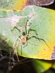Cheiracanthium canariense