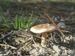 Pholiota highlandensis