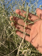 Tetradymia tetrameres