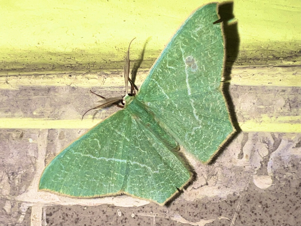 Thalassodes caprifolia