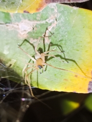 Cheiracanthium canariense