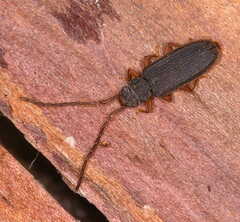 Uleiota planata
