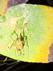 Cheiracanthium canariense