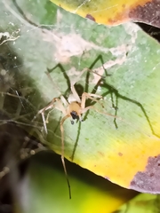Cheiracanthium canariense