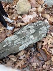 Flavoparmelia baltimorensis