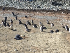 Spheniscus magellanicus