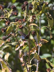 Limenitis arthemis arizonensis