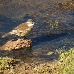 Cinclodes albiventris