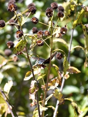Limenitis arthemis arizonensis
