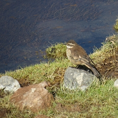 Cinclodes albiventris