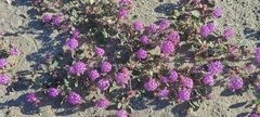 Abronia villosa villosa