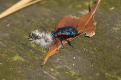 Alcaeorrhynchus grandis