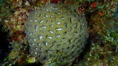 Isophyllia rigida