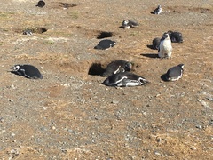 Spheniscus magellanicus