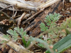 Verbena supina