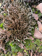 Selaginella rupestris