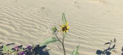 Helianthus petiolaris canescens