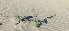 Helianthus petiolaris canescens