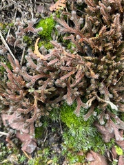Selaginella rupestris