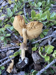 Agrocybe putaminum