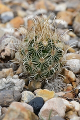 Ancistrocactus scheeri