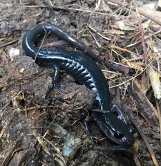 Plethodon teyahalee
