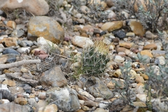 Ancistrocactus scheeri