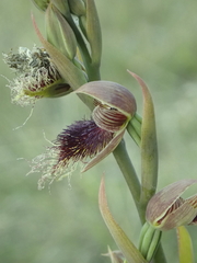Calochilus