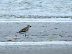 Pluvialis squatarola