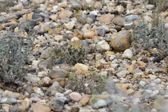 Ancistrocactus scheeri