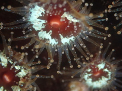 Corynactis californica