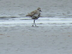 Pluvialis squatarola