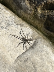 Pardosa mercurialis
