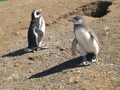 Spheniscus magellanicus