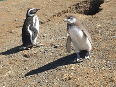 Spheniscus magellanicus
