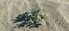 Astragalus lentiginosus borreganus