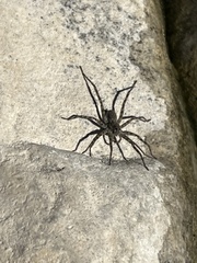 Pardosa mercurialis