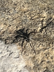Pardosa mercurialis
