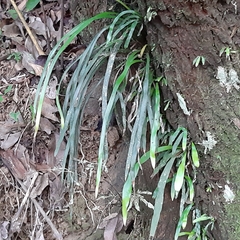 Haplopteris anguste-elongata