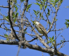Mecocerculus leucophrys