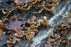 Agaricomycotina