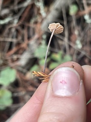 Paragymnopus sequoiae