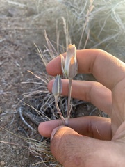 Calochortus bruneaunis