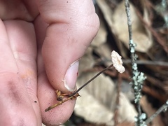 Paragymnopus sequoiae