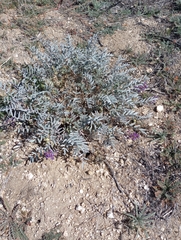 Astragalus palmeri