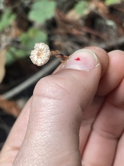 Paragymnopus sequoiae